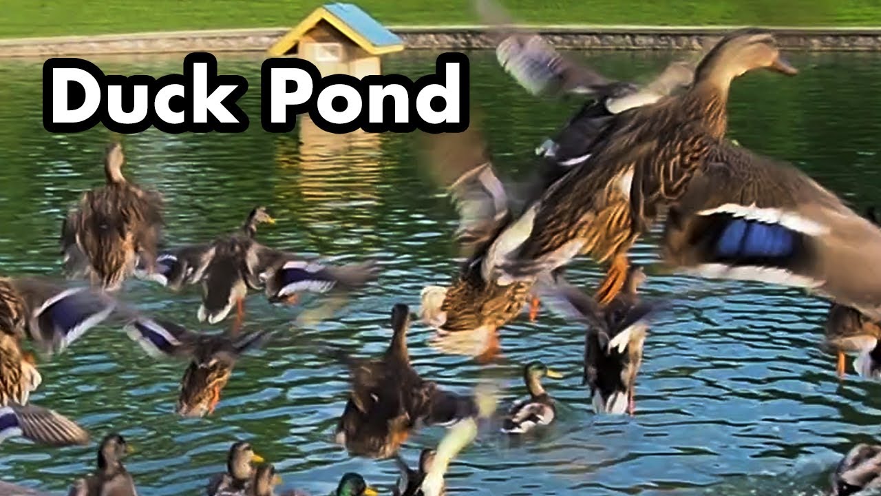 Duck Feeding At The Pond - Ducks Jumping Into Water - Duck Sounds