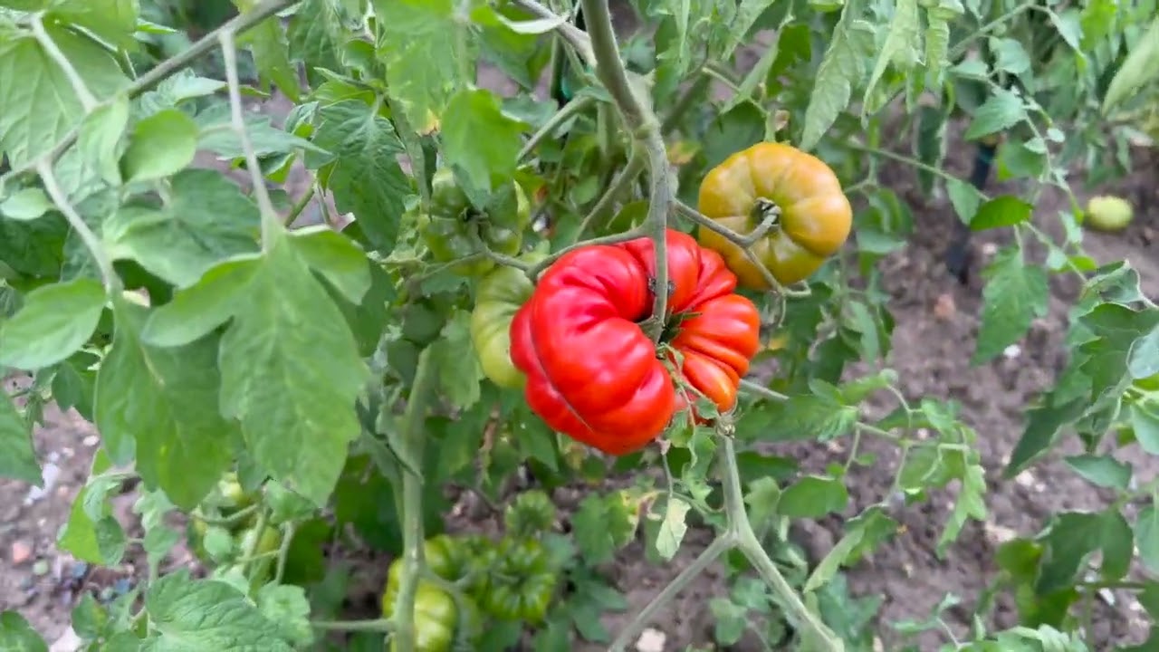 😅 Am lăsat grădina 2 săptămâni… asta am găsit 🌱