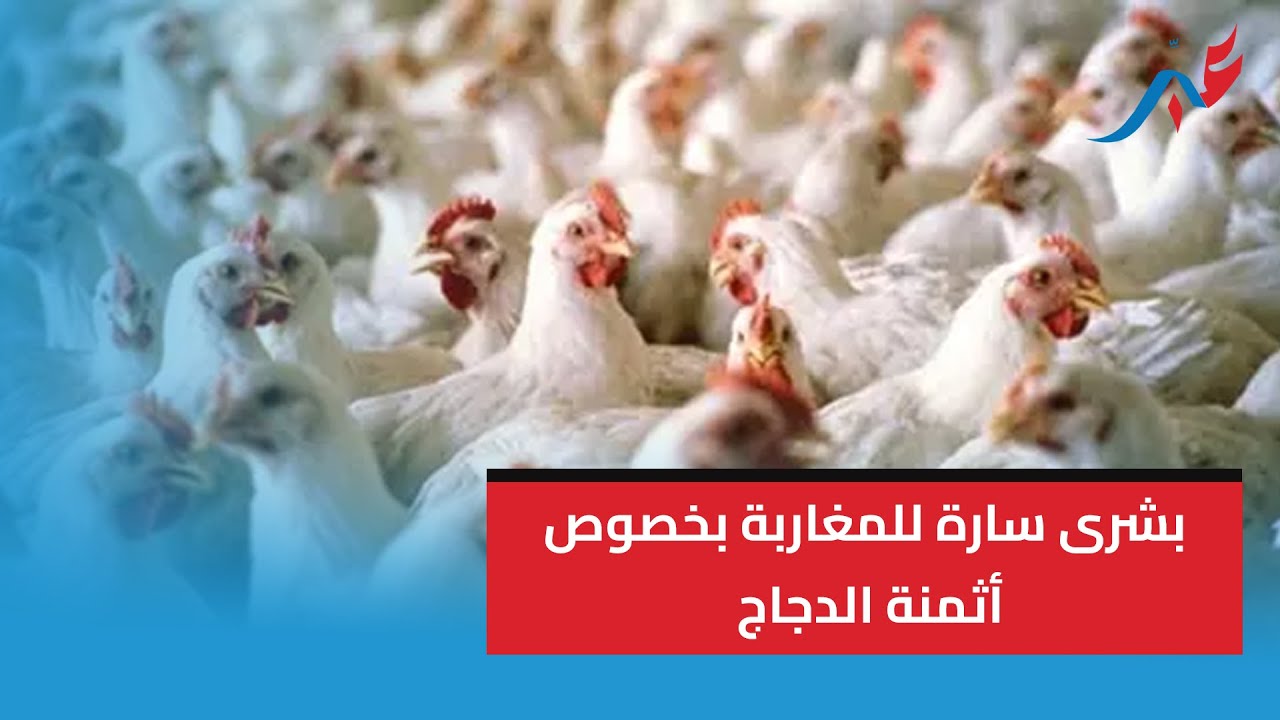 بعد إحتكار الدواجن .. بشرى سارة للمغاربة بخصوص أثمنة الدجاج الرومي عكس الدجاج الكروازي بسوق الجملة