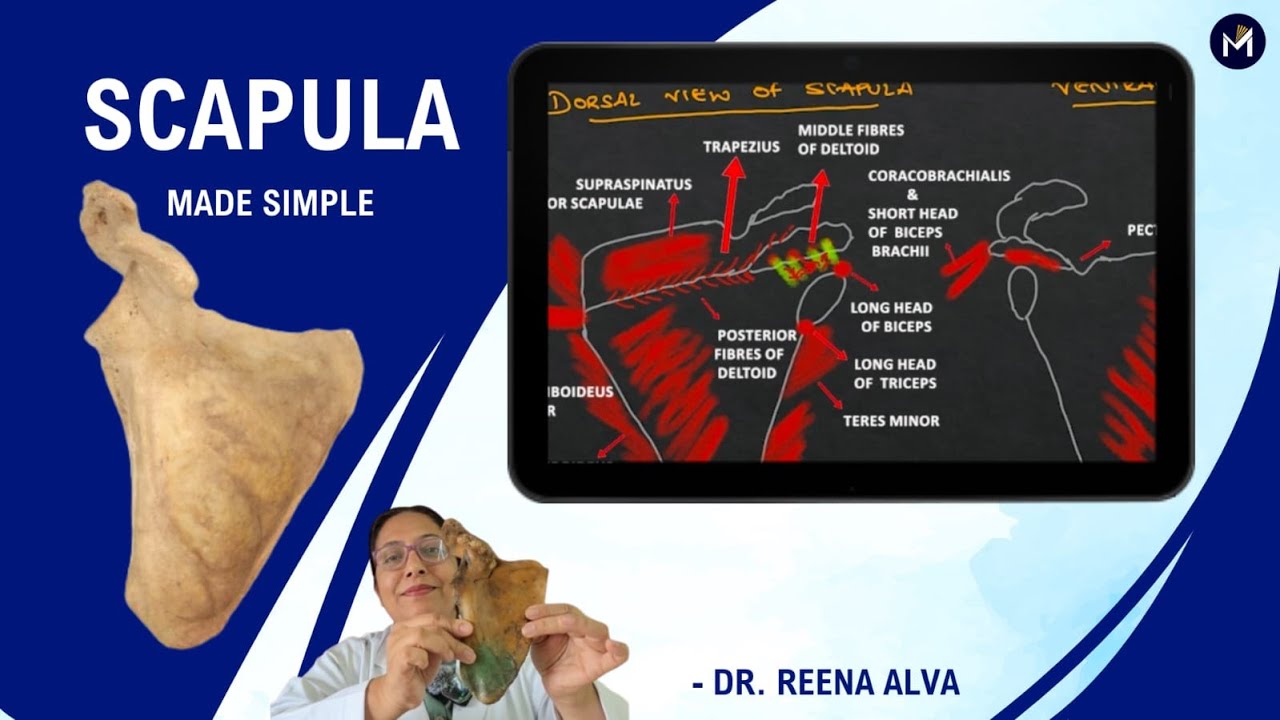 Scapula - Made simple