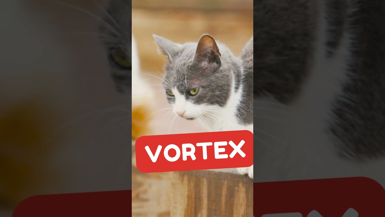 Top 10 Unusual Male Cat Names 