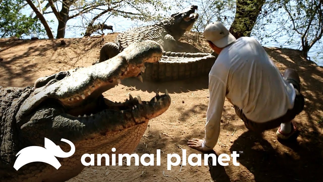 Crocodilo derruba Frank com sua cauda! | Wild Frank Perdido Na África | Animal Planet Brasil