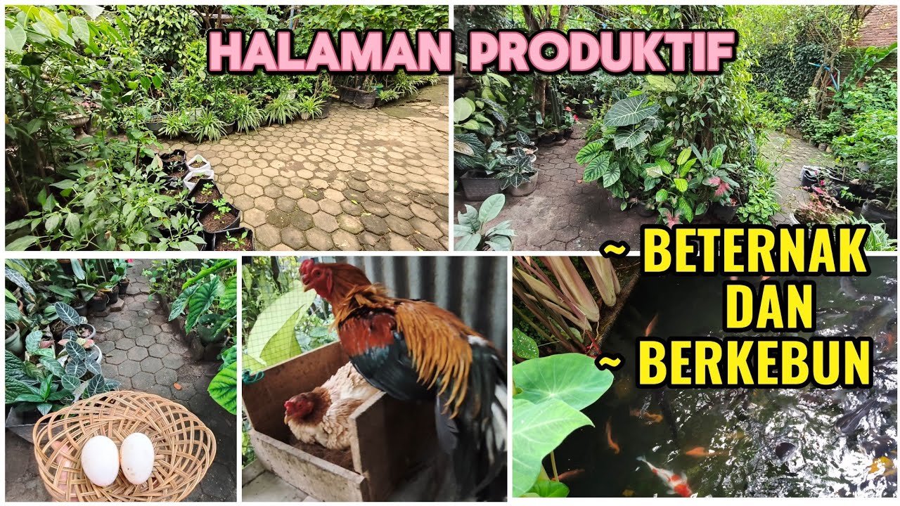 Inspirasi Halaman Rumah Produktif #video #fyp #petanirumahan 