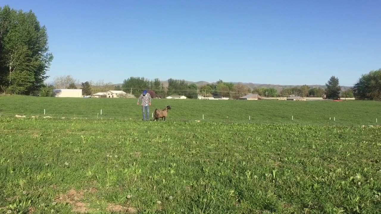 Treebrook Farm Weighing Baby Goats