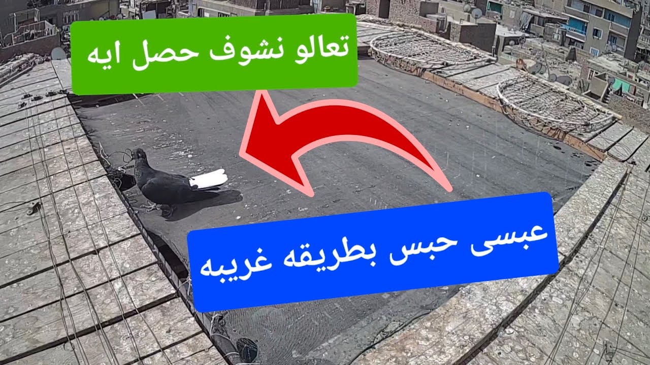 عبسي حبس بطريقه غريبة وتعالو نشوف زغاليل زواجل 