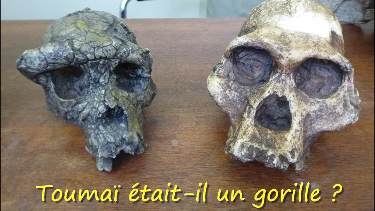 Toumai etait-il un gorille ?