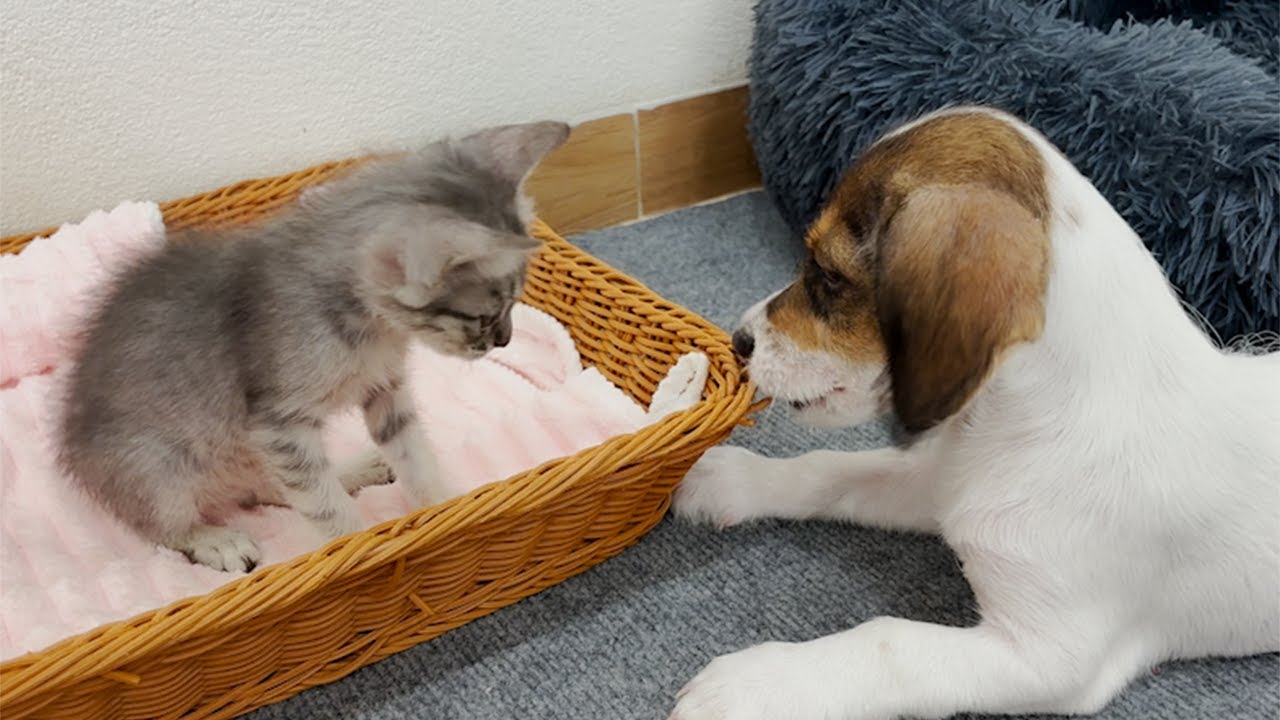 Puppy’s Heartwarming Reaction When First Meeting an Abandoned Kitten