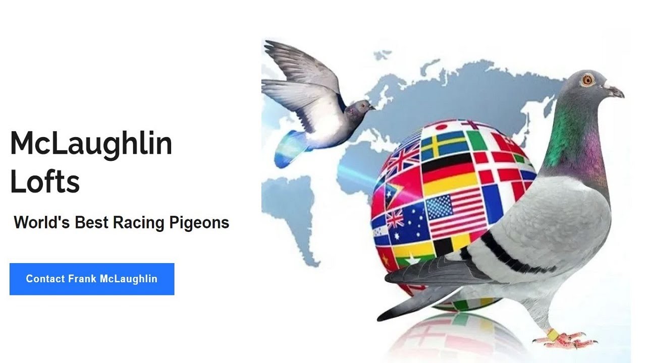 Ask Frank McLaughlin Lofts Live Stream #11 -The Art of Racing Pigeons