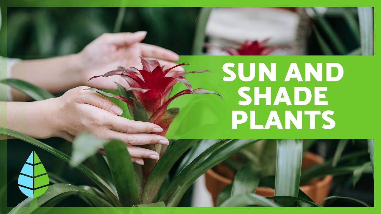 10 Easy-to-Care-For Plants for SUN and SHADE🪴☀️ (Indoor and Outdoor Plant Guide)