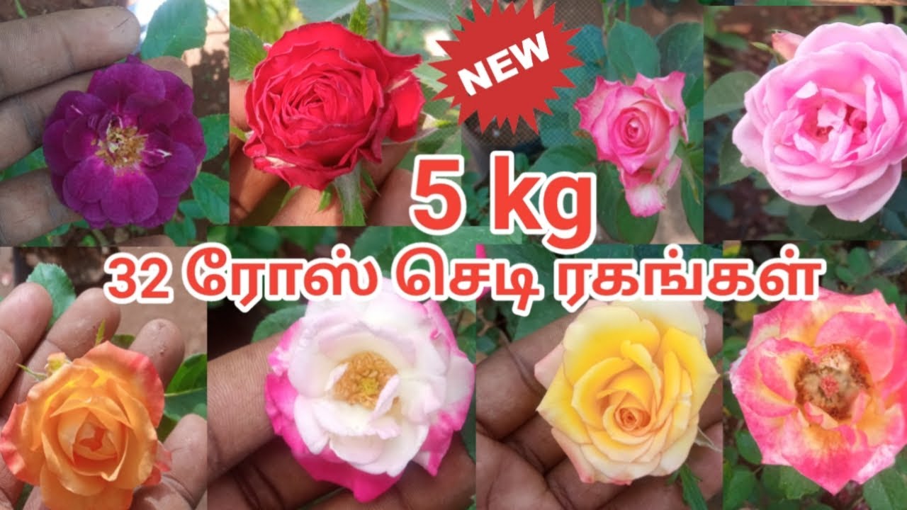 புதிய ரோஸ் செடிகள் /அழகுச் செடிகள் #திருப்பூர் #நர்சரி #tirupur #nursery #indoorplants #outdoorplant
