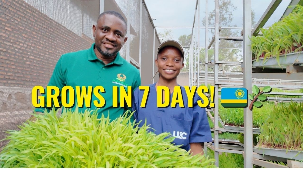 How She Grows Hydroponic Fodder in Rwanda 🇷🇼💧