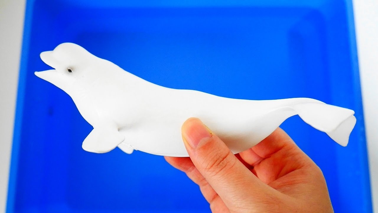 벨루가, 쥐가오리, 혹등고래 바다 동물 친구들 물에 던지고 한국어 영어 이름배우기 Beluga, Manta Ray, Humpback Whale, Learn Sea Animals