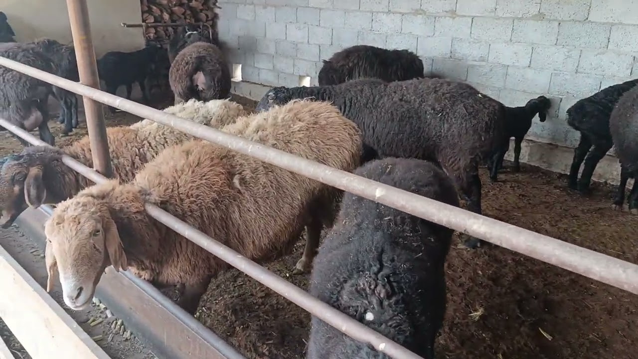 OBUNA BO'LAMIZ ✅🙏👍