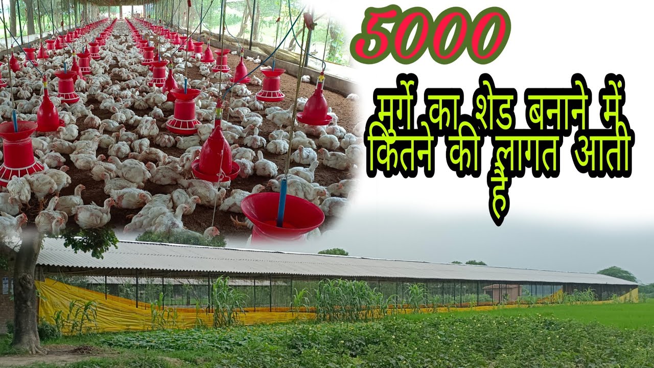 223×27ft New Poultry farm construction|| 5000 मुर्गे का फॉर्म बनाने में कितने की लागत आती है ??