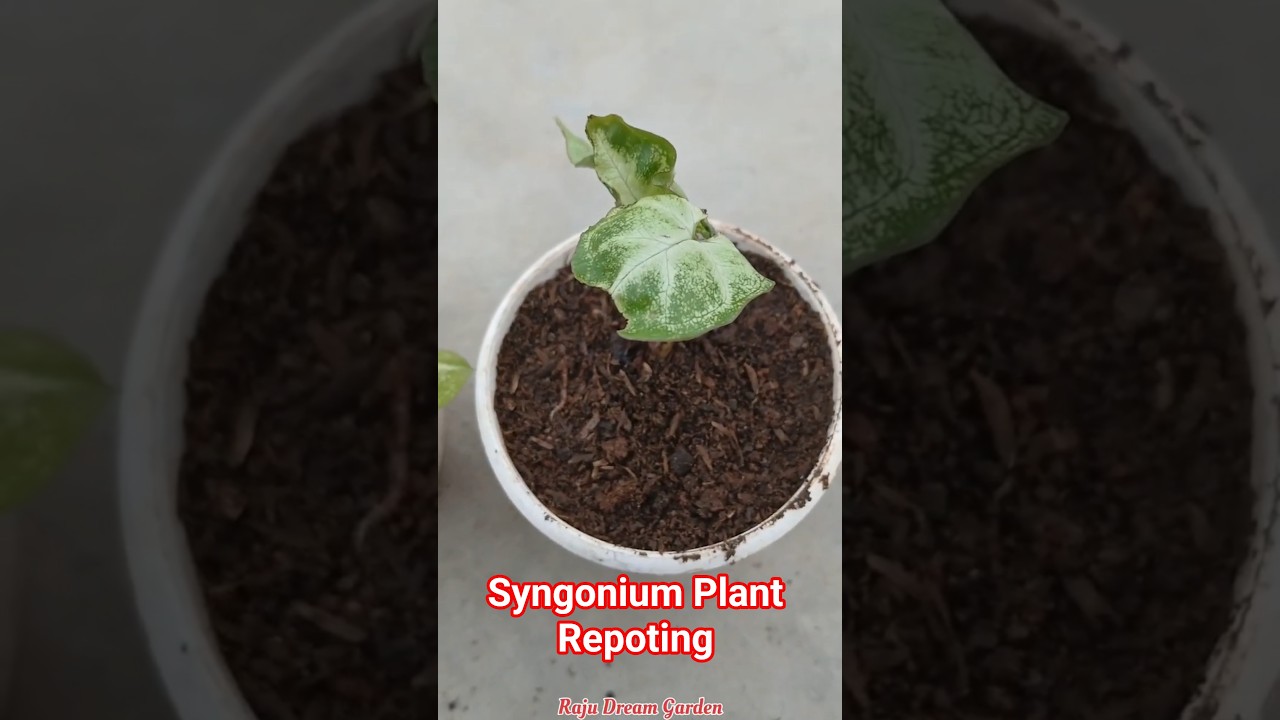 kachre me mila free syngonium plant ko aaj repot kar raha haun 🤔aise kare repot Syngonium plant