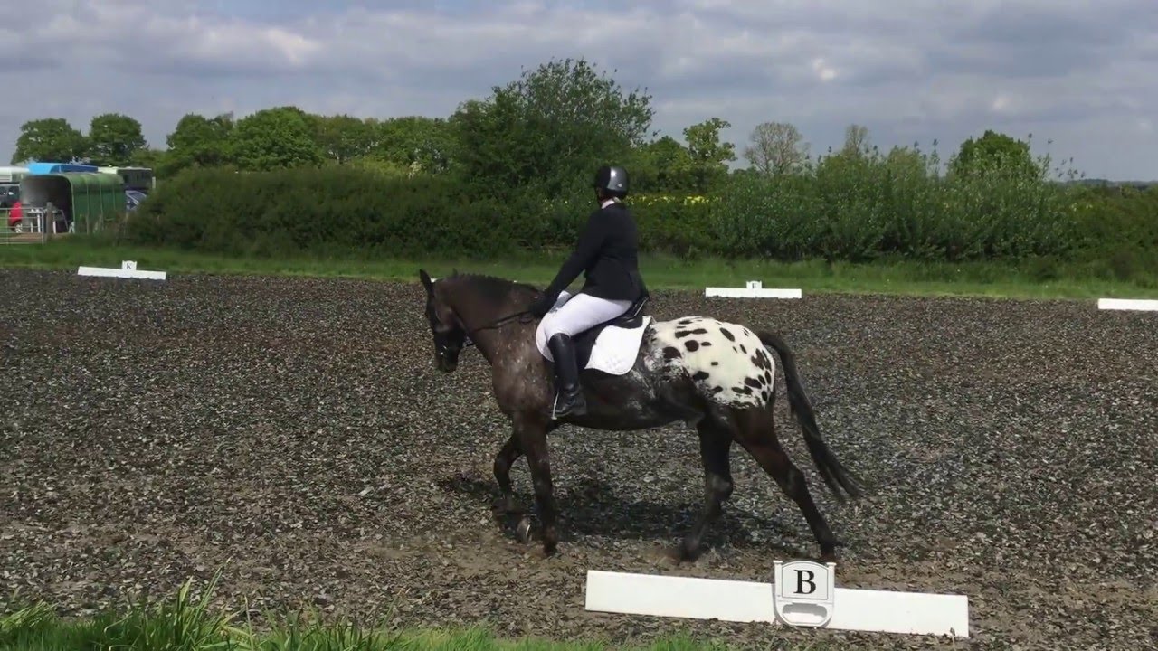 Prelim 2 2016 Dressage Test 66.21% 2nd Place