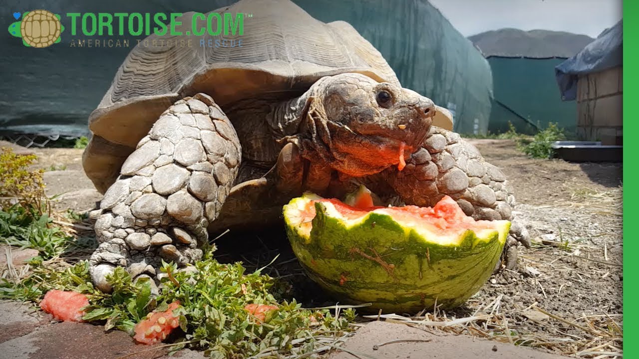 Sulcata Tortoise | American Tortoise Rescue