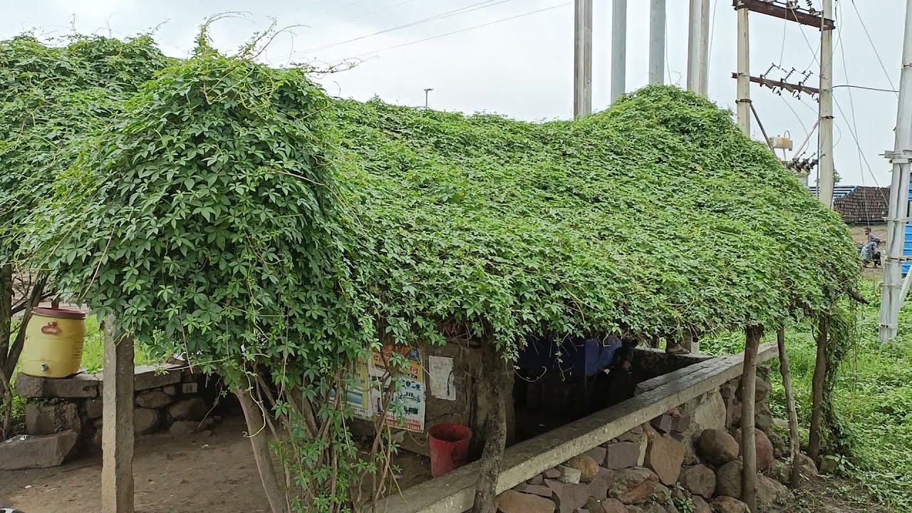 पोल्ट्री फॉर्म को ठंडा रखने का अचूक उपाय7000834751,9425070131 संजीवनी बूटी का काम करता है सुंदर बेल