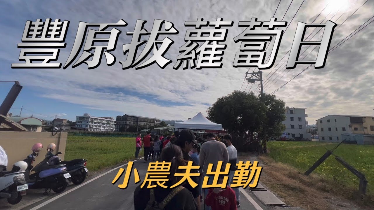 豐原白沙屯免費拔蘿蔔