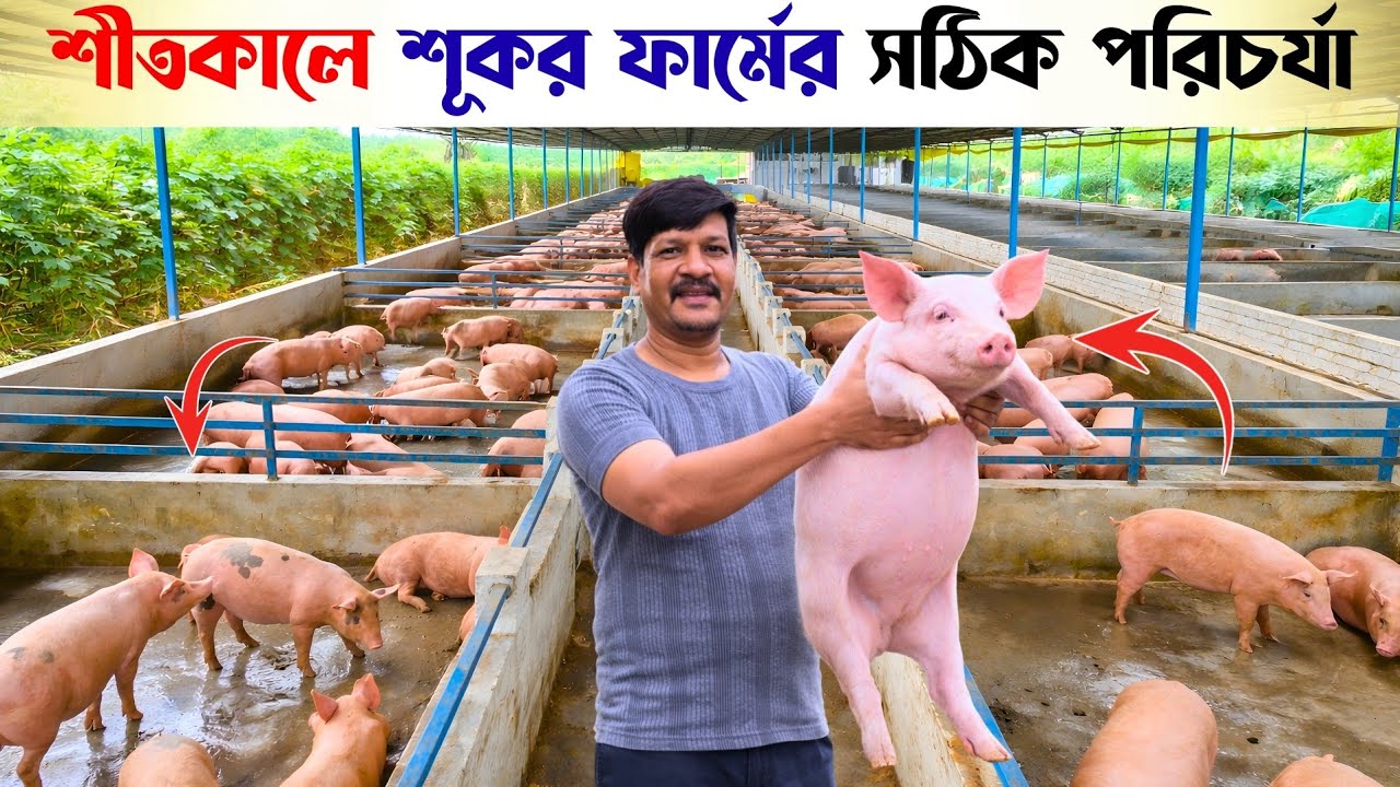 শীতকালে শুকর ফার্মের সঠিক পরিচর্যা গোপন রহস্য | Winter Pig Farming Care Tips in Bangla