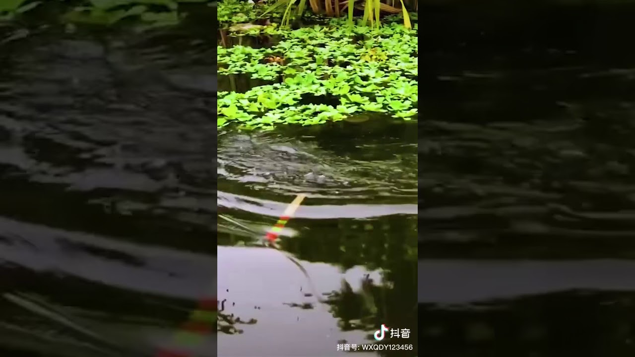 Puff xxl  bang xxl