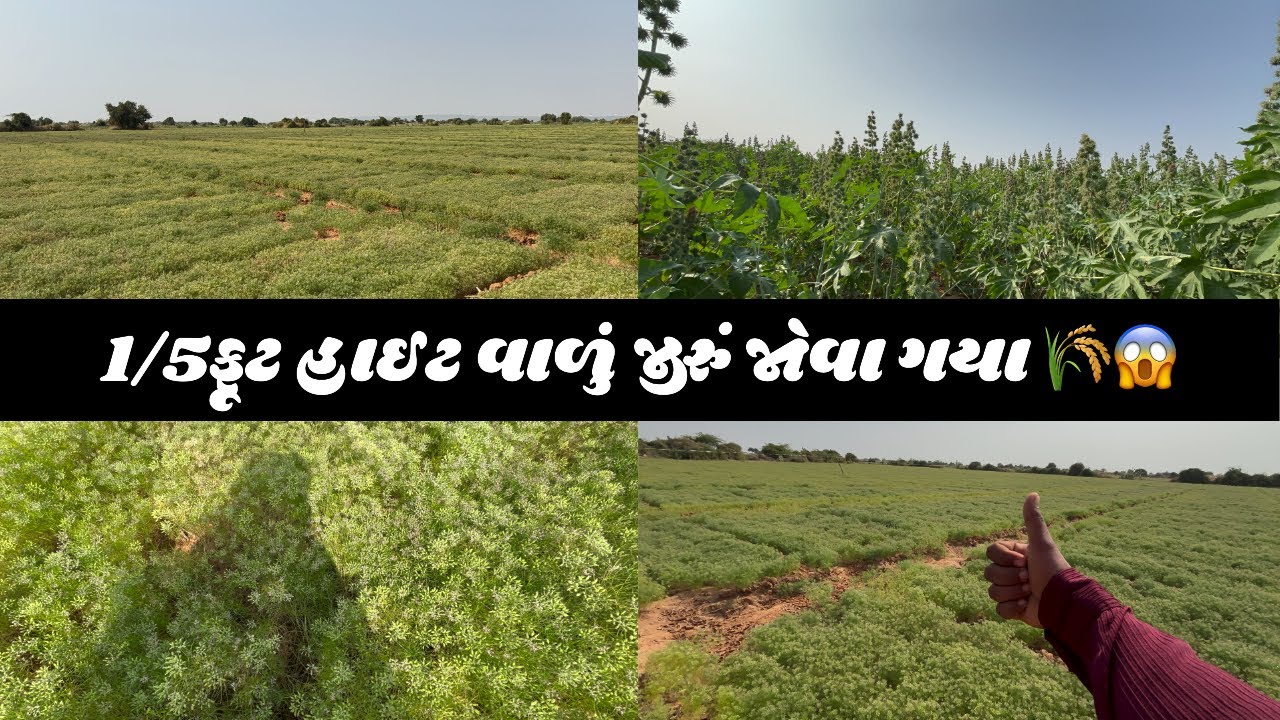 ગવરીગર ફાર્મ માં જીરું માં આટો દેવા ગયા 🌾🚶🏻‍➡️॥ #goswamifarmingvagad #gujju #viral #vlog 