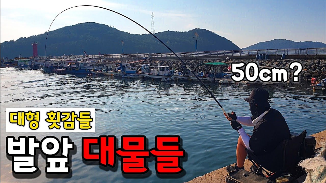 ※조용한 항구 발앞에서 대물들이 계속 나온다! 회로 배터지게 먹어보자 끝내주는 손맛 그리고 입맛! 자급자족 낚시여행