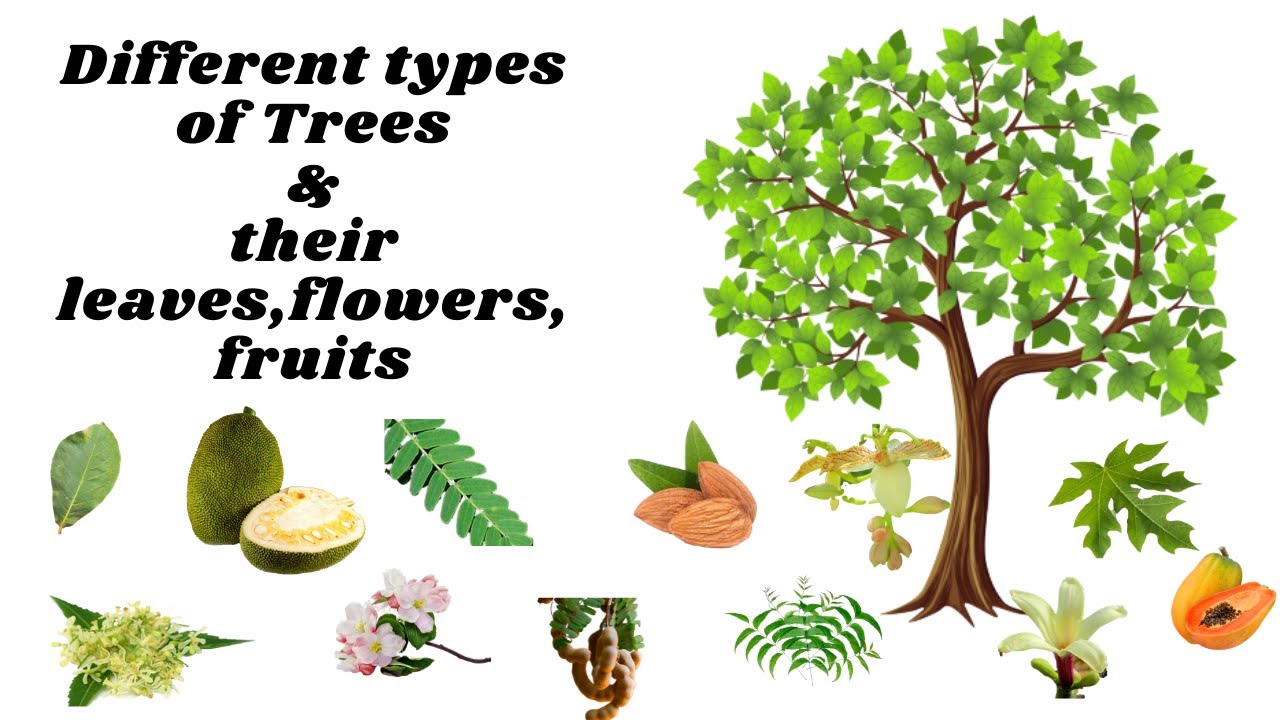 Trees name and their leaves fruits and flowers| Different Types of trees| Types of leaves flowers