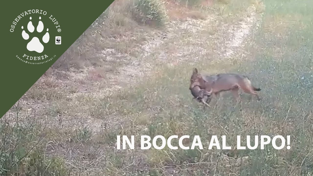 In bocca al lupo !