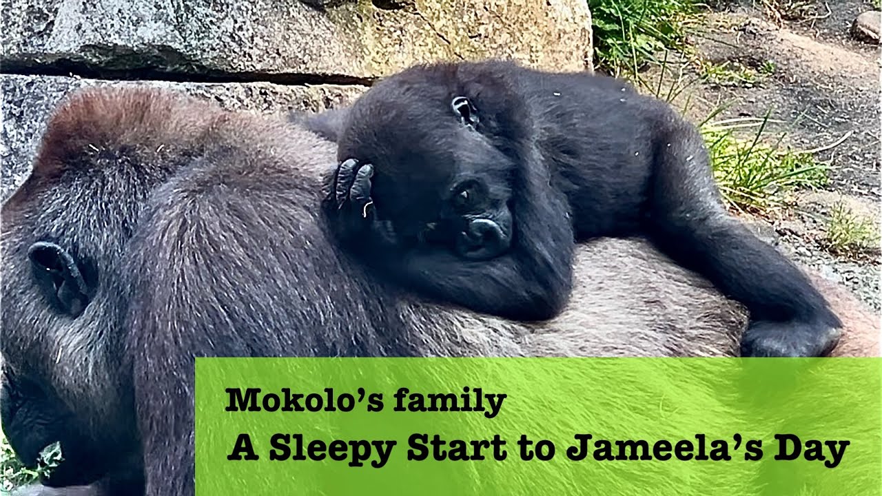 Mokolo’s family- Morning with the Gorillas | Is Baby Jameela Still Sleepy? Cleveland Metroparks Zoo