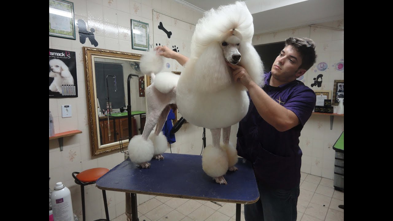 Groom Tv Br - Continental em Poodle Standard para show - Johnatan Skolimoski - HD #62