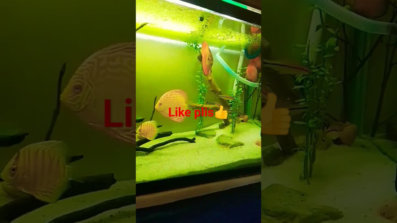#discustank