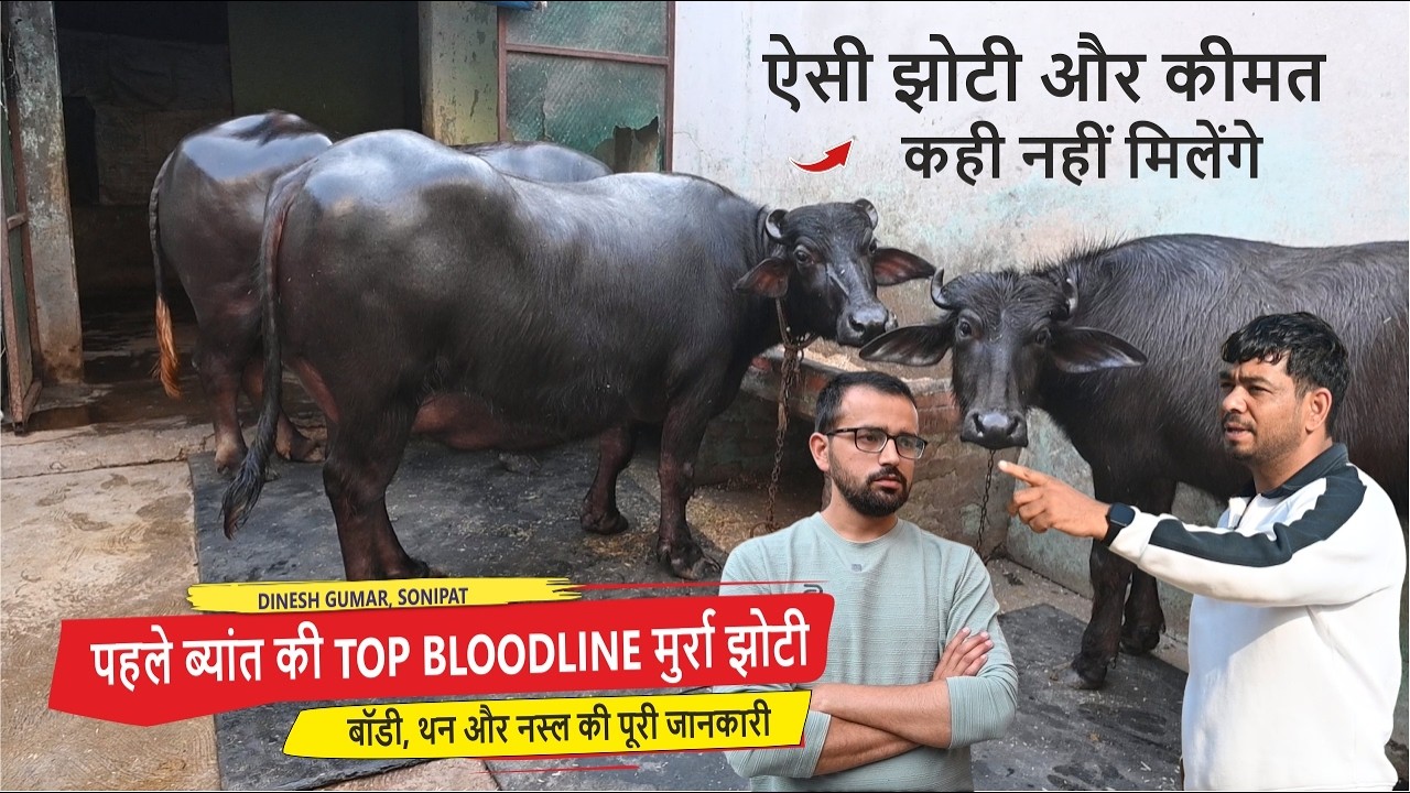 पहले ब्यांत की TOP BLOODLINE मुर्रा झोटी, बॉडी, थन और नस्ल की पूरी जानकारी || DINESH GUMAR