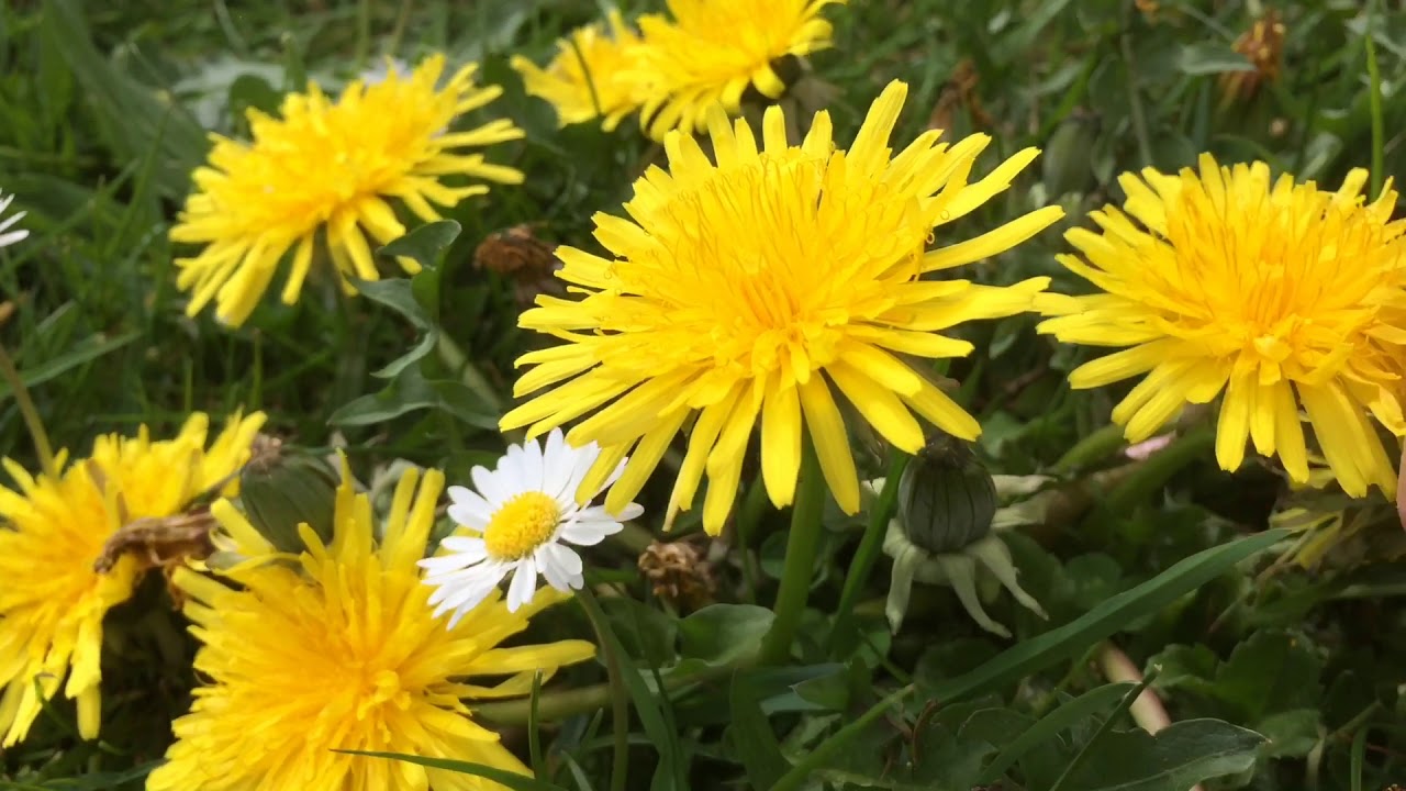 Medicinal flowers