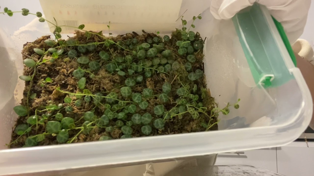 Easy propagation using sphagnum moss!