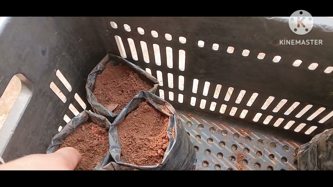 Plantando sementes de 