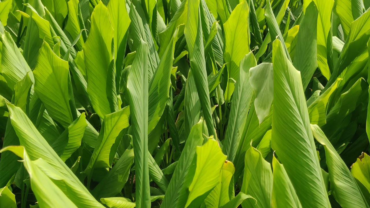 Turmeric Curcuma longa