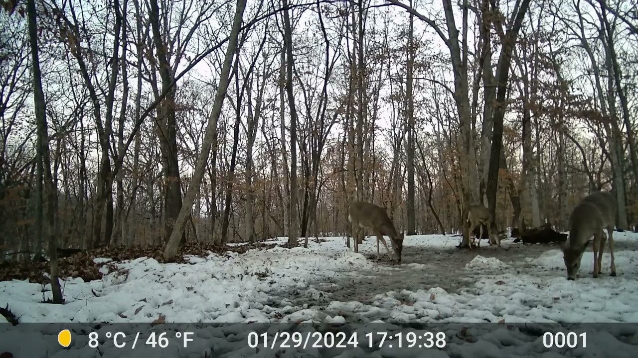 The Deer 2308