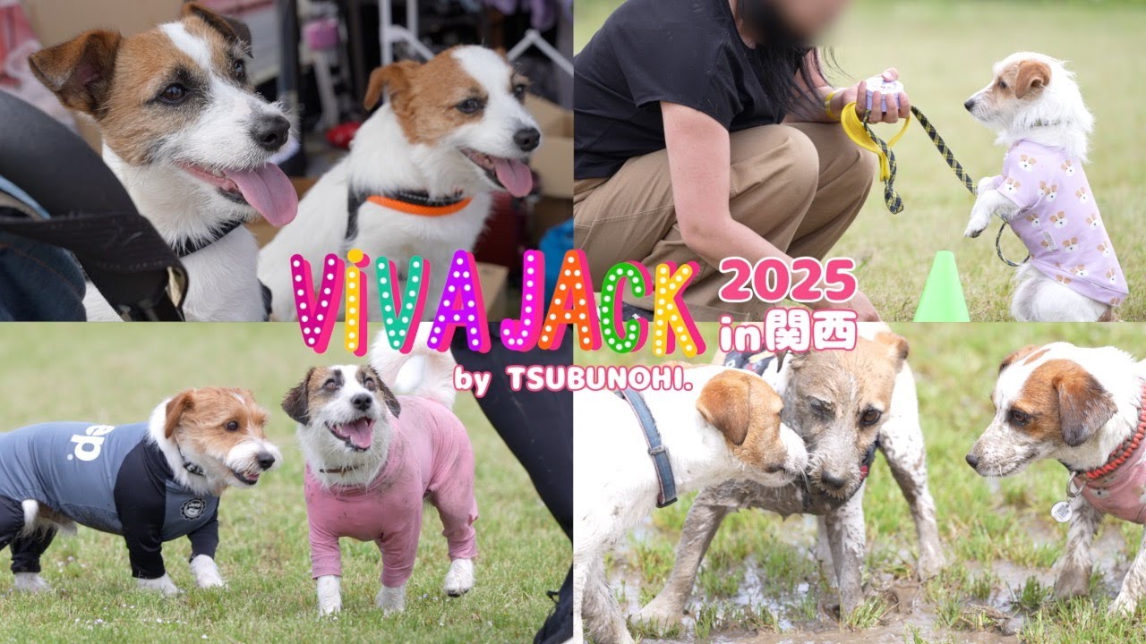 【VIVAJACK関西】関西犬300頭が集まるイベント！泥だらけになりながら大騒ぎしました/ジャックラッセルテリア