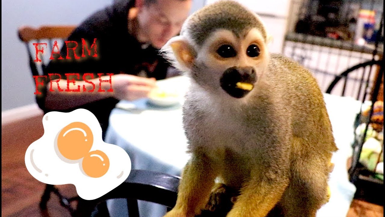 Baby Monkey Farm Fresh Egg Breakfast (Vacation Home Update)