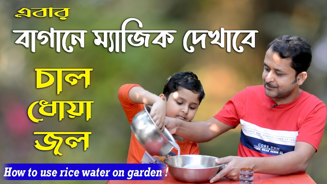 বাগানে ম্যাজিক দেখাবে চাল ধোয়া জল ! How to make rice water fertilizer for plants !