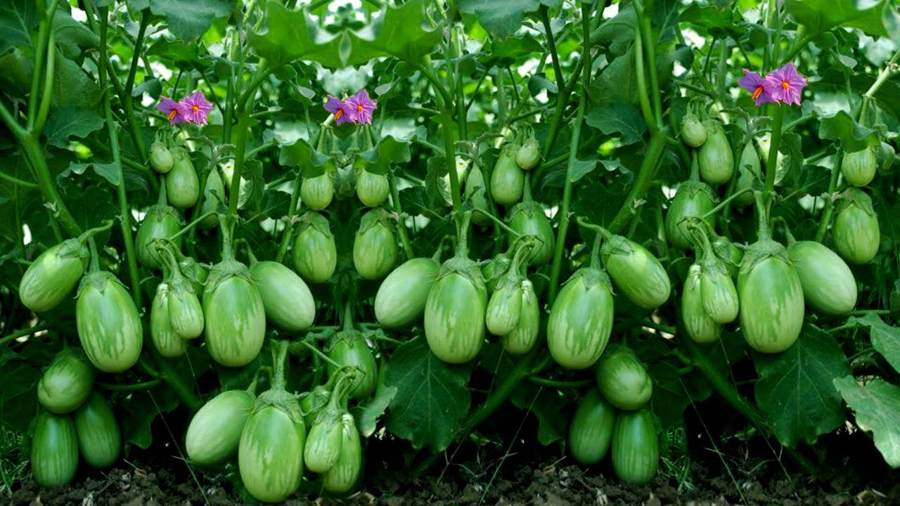 बैंगन की खेती | brinjal ki kheti | baigan ki kheti kaise karen | brinjal farming in India 2023/24