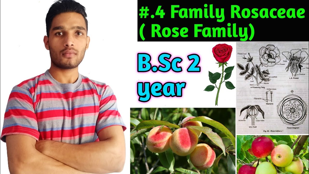 Family Rosaceae / Floral formula/ Vagetative characters and Economic importance/ B.Sc 2 year