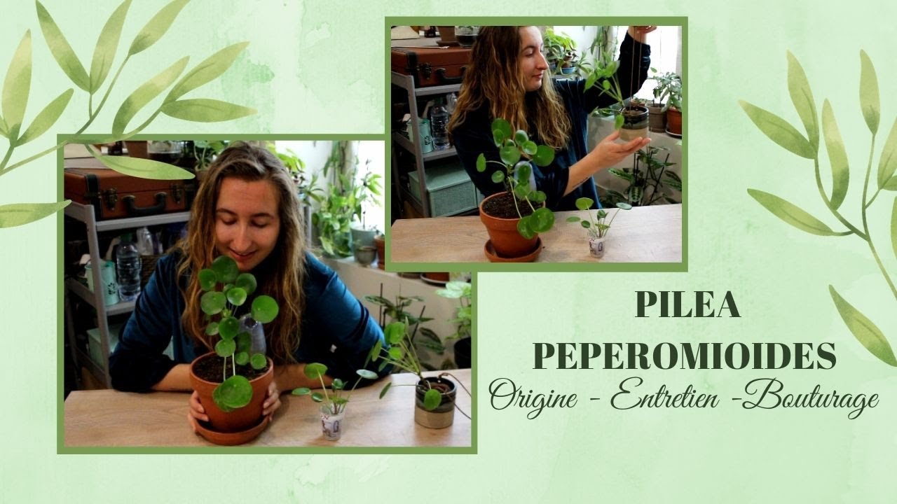 Le Pilea Peperomioides : Entretien et Bouturage [Thérapie Végétale]