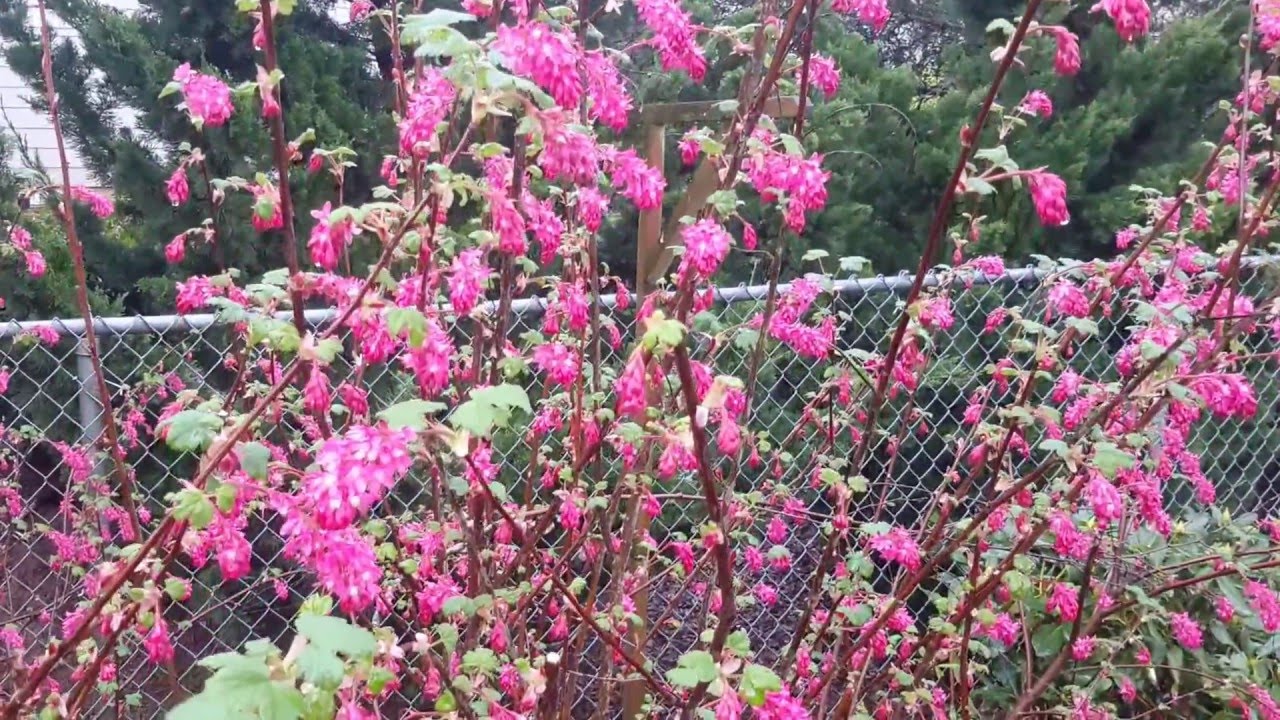 Red Flowering Currant / Ribes sanguineum