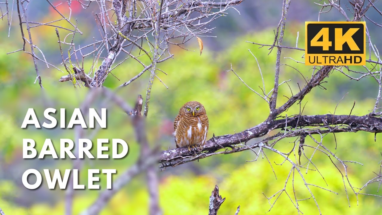 Asian Barred Owlet | Rongtong| Birds & Animals | 4K UHD  #wildlifekaptured