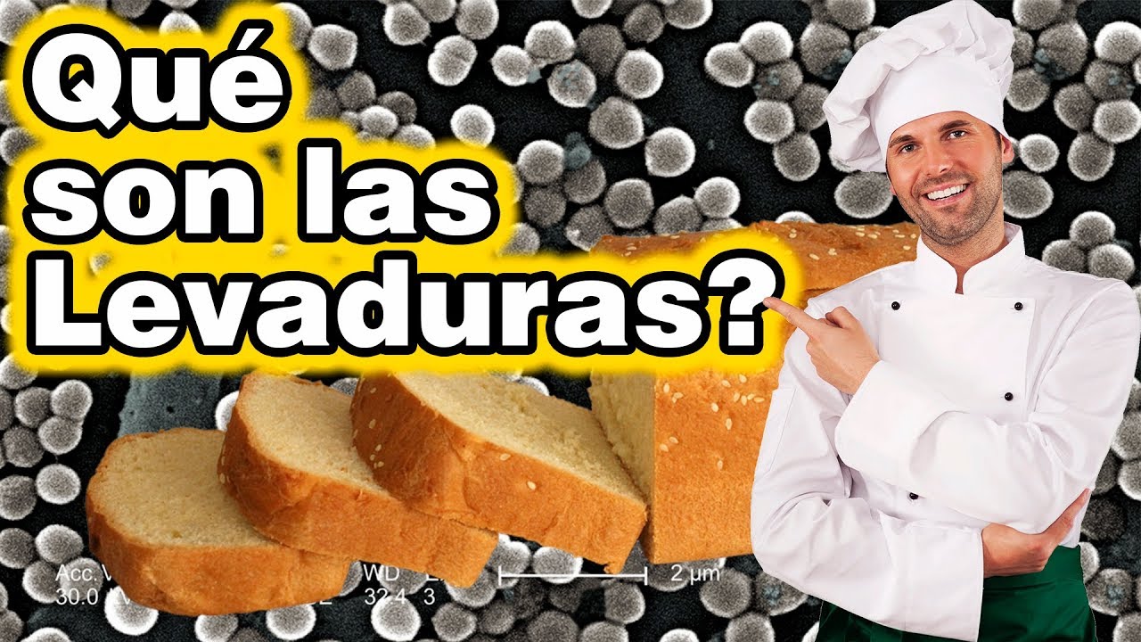 Qu&eacute; son Levaduras? Cu&aacute;l es su importancia? C&oacute;mo verlas reproduci&eacute;ndose?