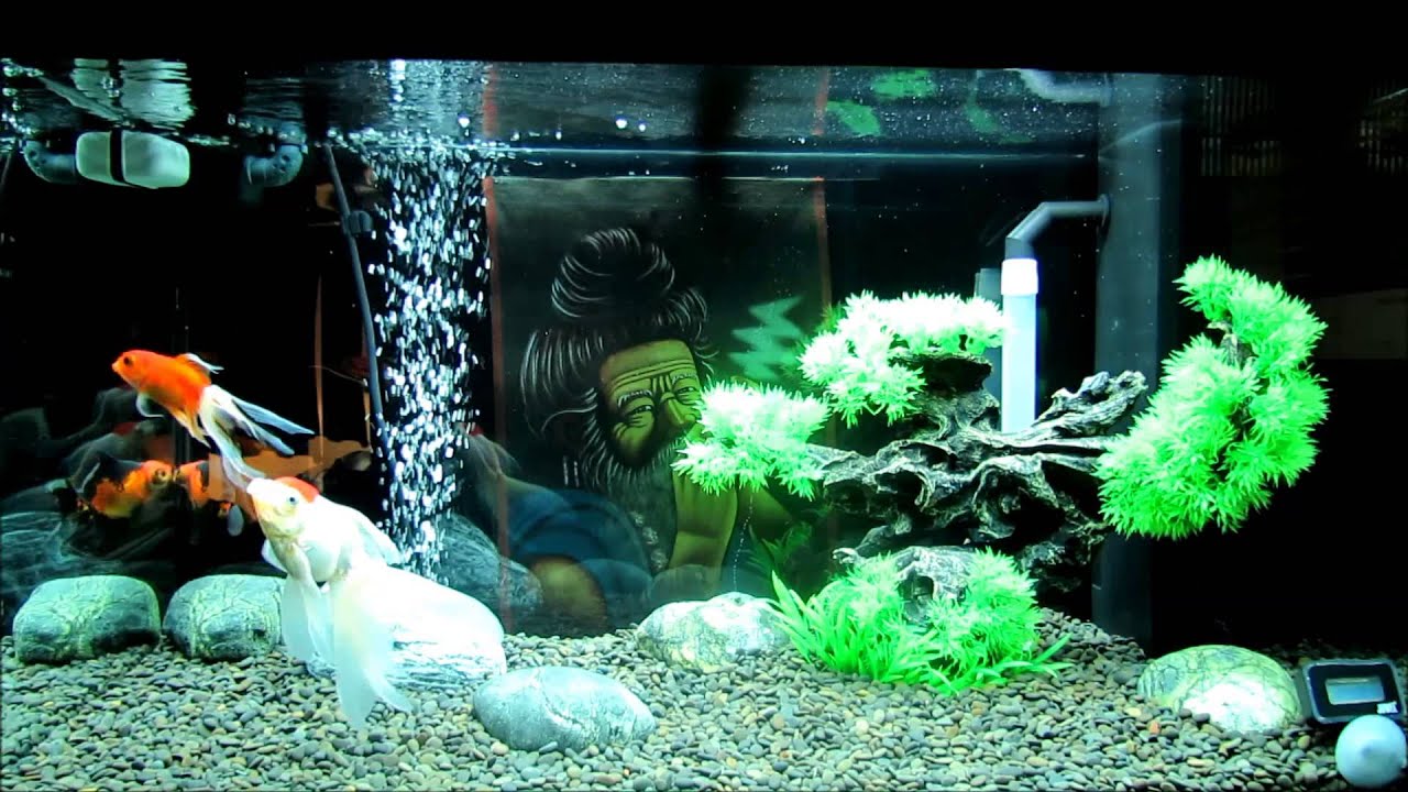 Episode 22 - Redesigning Rio 125 Fancy goldfish tank