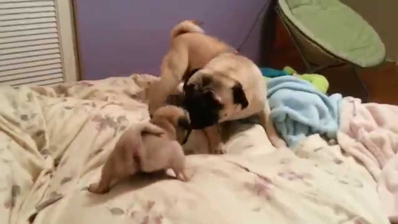 Baby Pug playing with Tommy