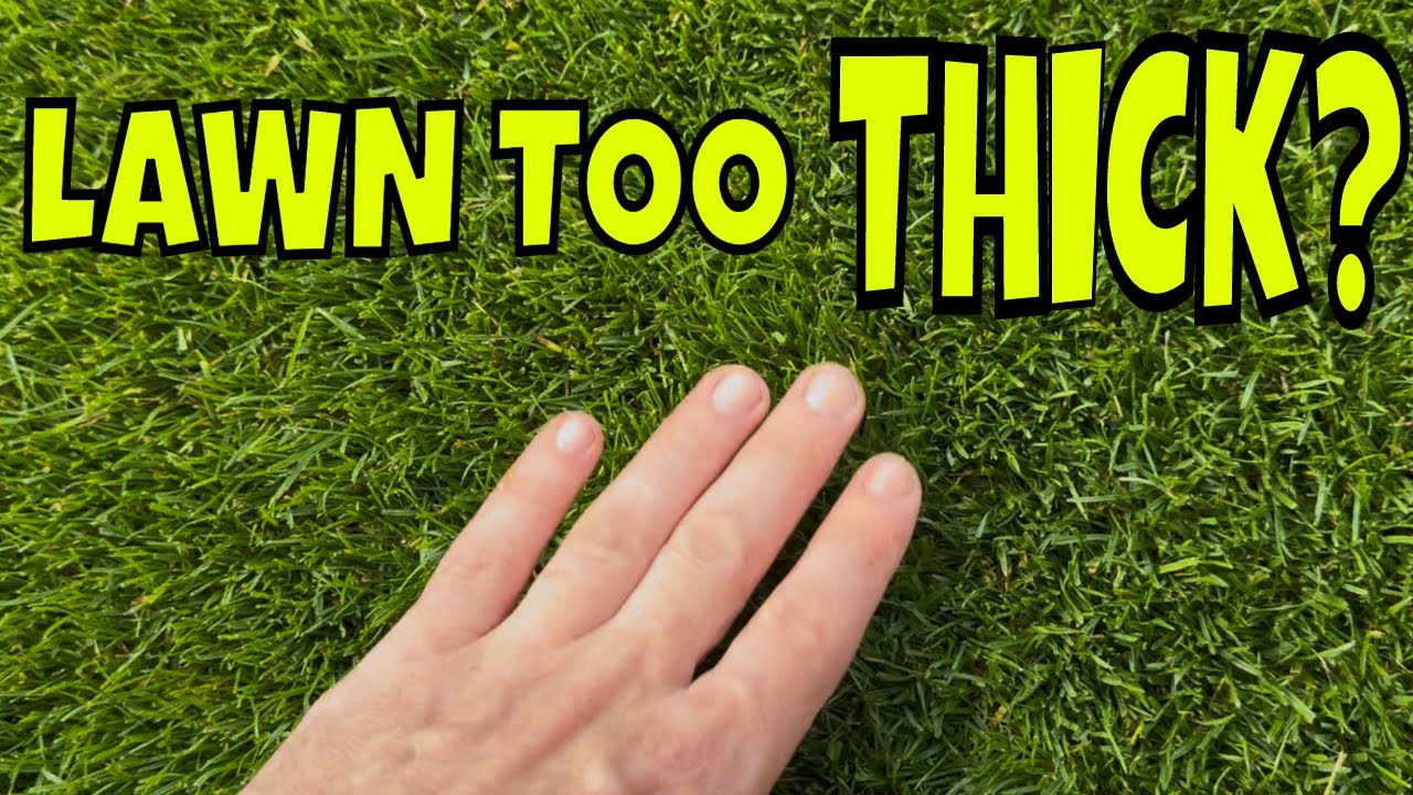 When to Start Verticutting or Scarifying New Grass Seed